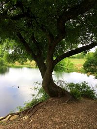 Reflection of trees in lake