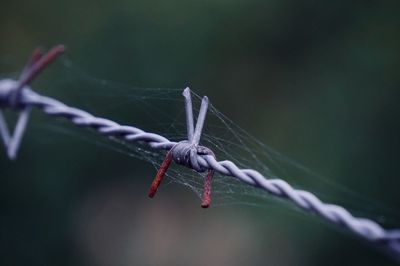 Old metallic barbed wire fence