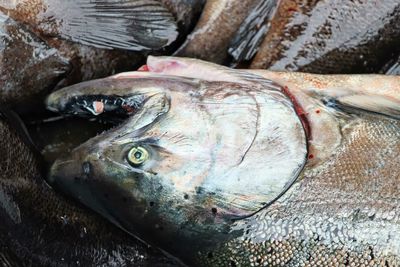 Close-up of fish for sale at market