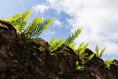 Low angle view of tree against sky