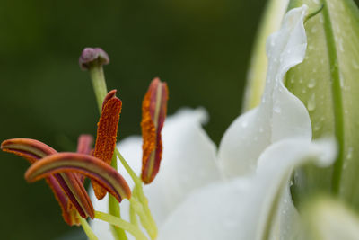 Close-up of water lily blooming outdoors