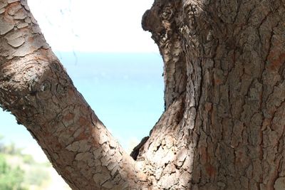 Close-up of tree trunk by sea against sky