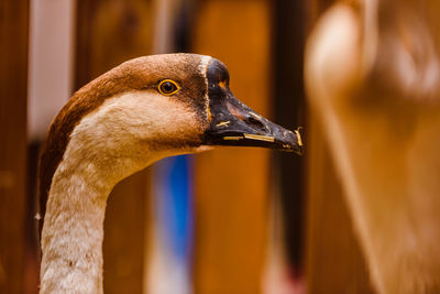 Close-up of a bird