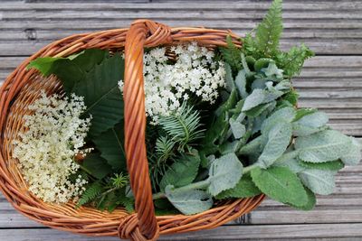 Close-up of potted plant on wooden wall