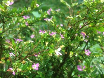 Close-up of pink flowers