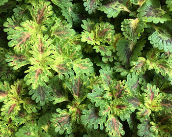 Full frame shot of plants