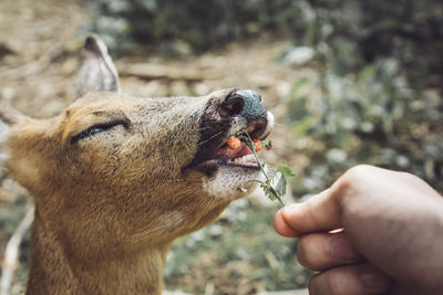 Close-up of hand feeding deer