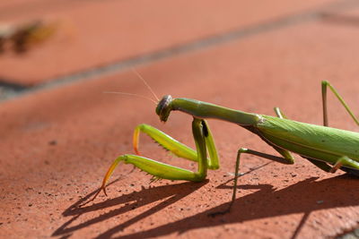 Close-up of insect on floor 