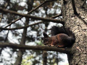 Low angle view of squirrel on tree