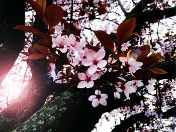 Close-up of pink cherry blossom tree