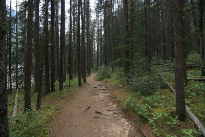 Footpath amidst trees in forest