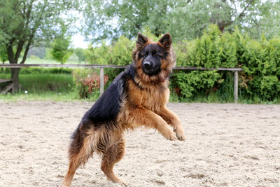 Brown dog running on sand