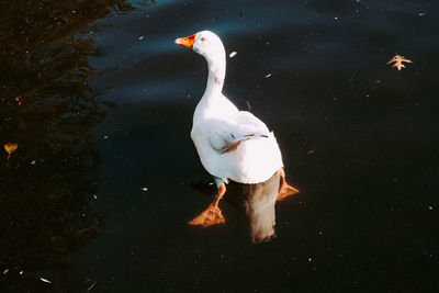 High angle view of swan swimming in lake