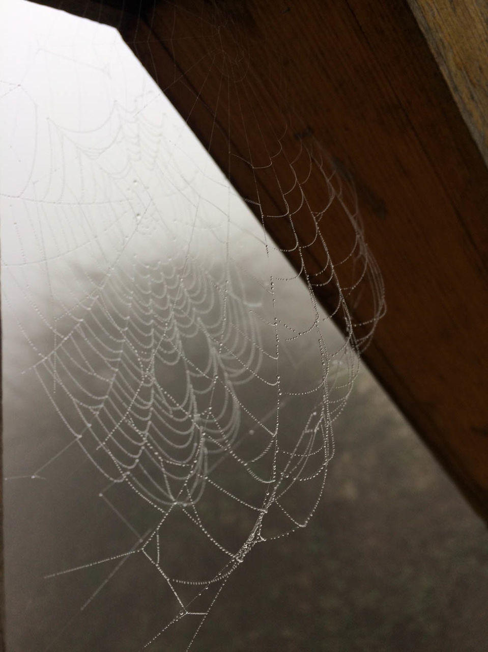 CLOSE-UP OF SPIDER ON WEB