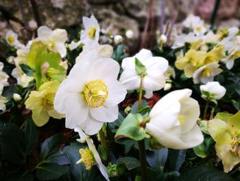 Close-up of white flowers blooming outdoors