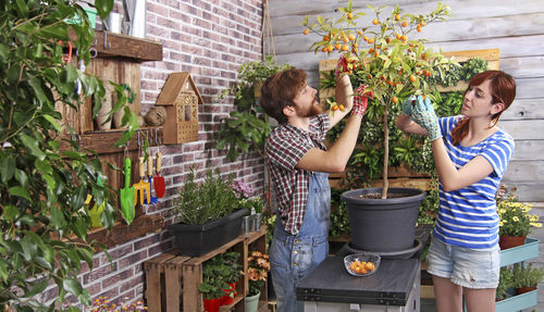 Couple picking kumquats in their urban garden on the terrace