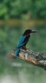 Close-up of bird perching on branch