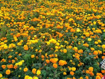 Full frame shot of yellow flowers growing in field