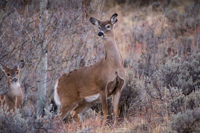 Deer standing in a field