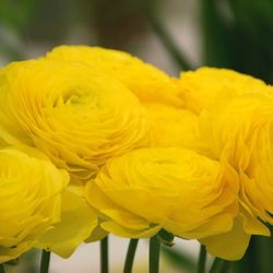 Close-up of yellow flower