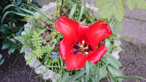 Close-up of red flowers