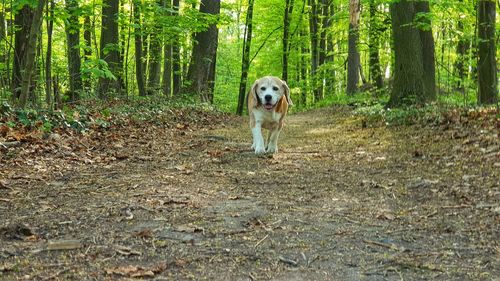 Portrait of dog in forest