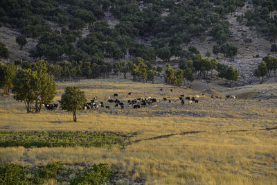 Flock of sheep in a field