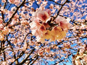 Close-up of cherry blossom