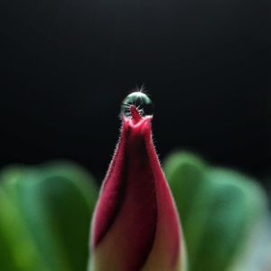 Dew drop on flower tip