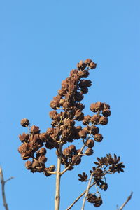 Low angle view of flower tree against clear blue sky