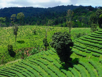 agriculture