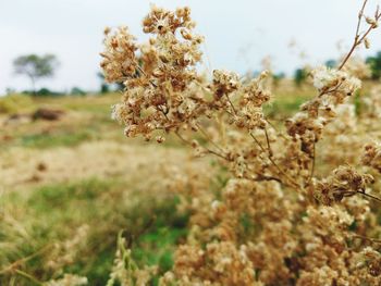 Close-up of flowering plant on field