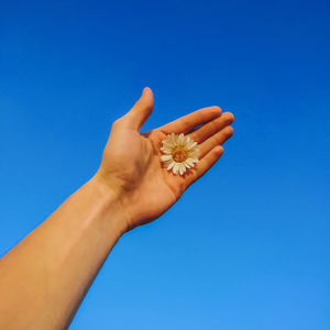 Low angle view of hand holding flower against blue sky