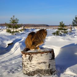 View of an animal on snow covered field