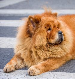 Close-up of lion lying down