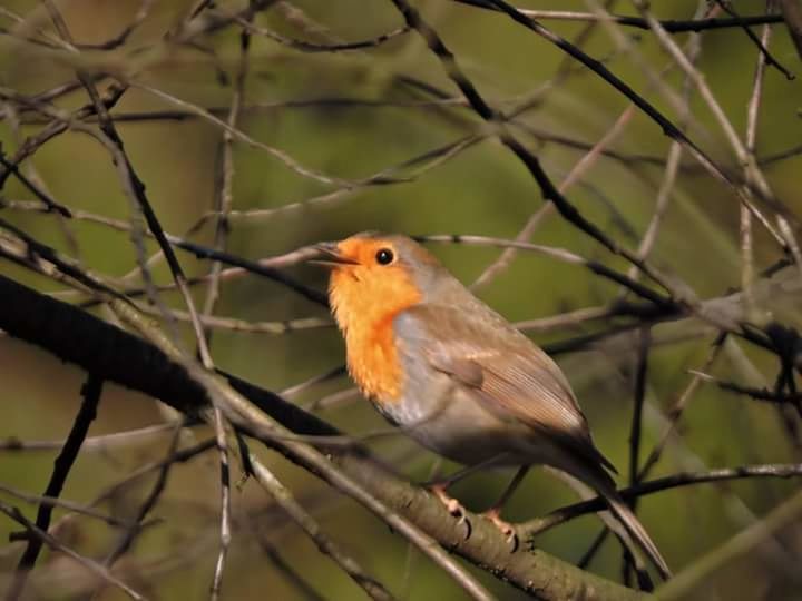 BIRD PERCHING ON BRANCH