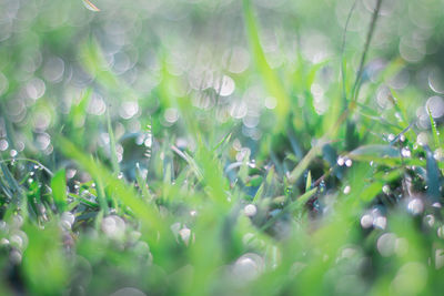 Full frame shot of wet grass on field