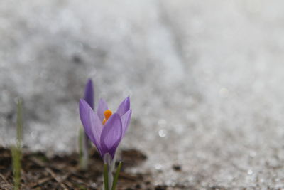 Close-up of purple crocus flower