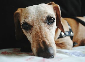 Close-up portrait of dog