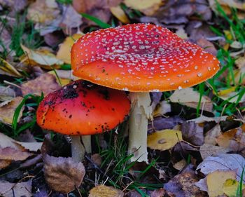 Close-up of fly agaric mushroom on field