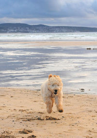 Portrait of a dog running on shore