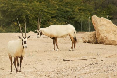 Horses standing in a field