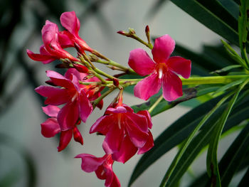 Close-up of pink flowering plant