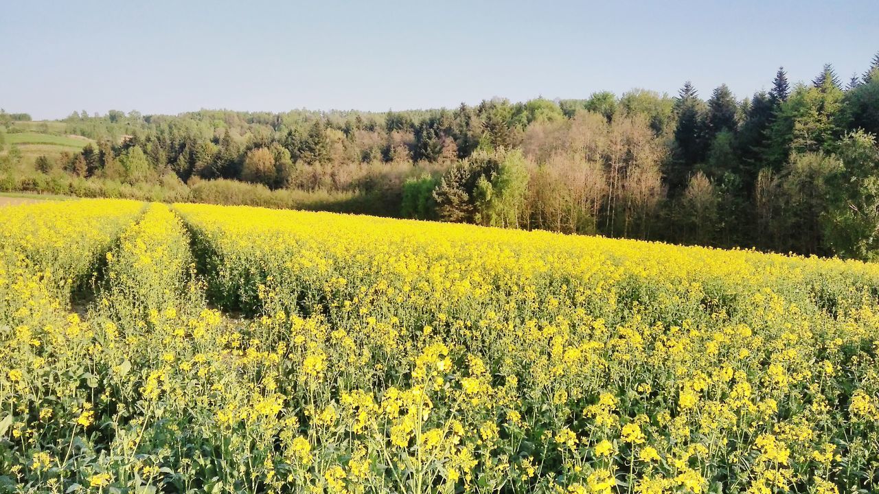 yellow, oilseed rape, agriculture, field, flower, nature, crop, tranquil scene, beauty in nature, growth, tranquility, farm, mustard plant, landscape, cultivated land, scenics, tree, rural scene, day, plant, no people, cultivated, springtime, outdoors, clear sky, fragility, freshness, sky