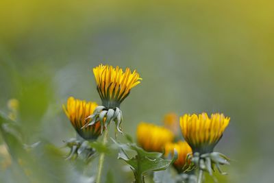 Close-up of yellow flowering plant