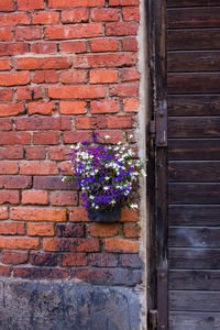 Flower plants against brick wall