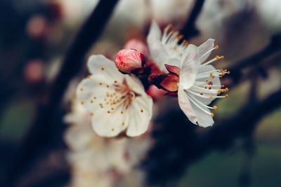 Close-up of flower blooming on tree