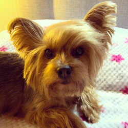 Close-up portrait of dog