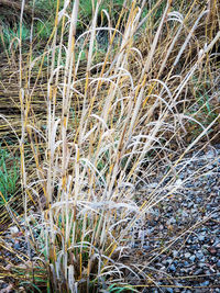 Full frame shot of bamboo on field