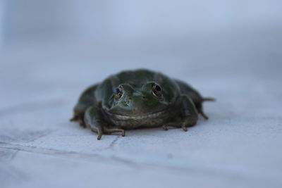 Close-up of a lizard